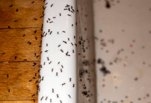 Best Best Pest Control Companies  in Archbald, PA